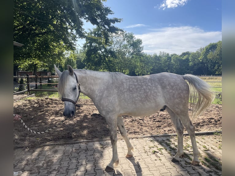 Arabian horses Gelding 4 years 15,1 hh Grey-Dapple in Hilden
