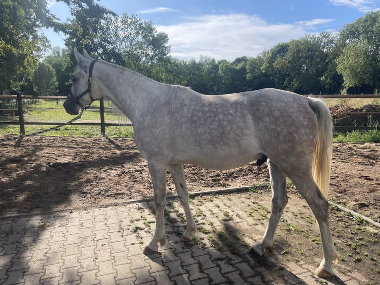 Arabian horses Gelding 4 years 15,1 hh Grey-Dapple in Hilden