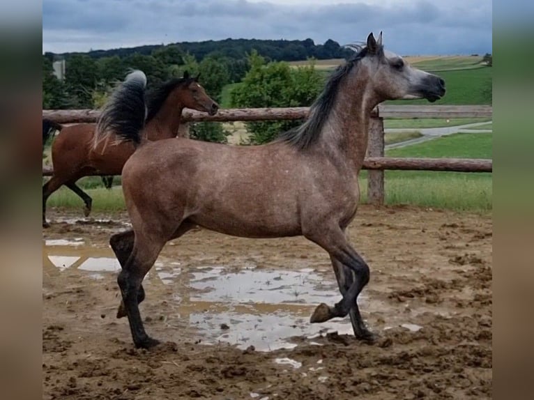 Arabian horses Gelding 4 years 15,1 hh Grey in H&#xFC;rm