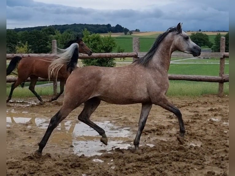 Arabian horses Gelding 4 years 15,1 hh Grey in H&#xFC;rm