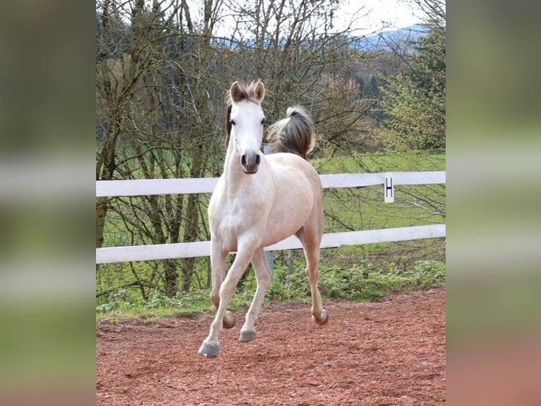 Arabian horses Gelding 4 years 15,1 hh Grey-Fleabitten in Freiamt