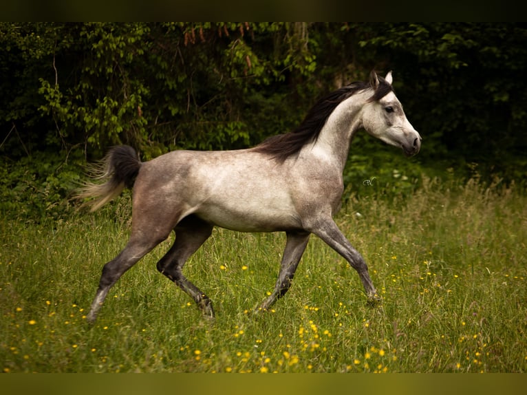 Arabian horses Gelding 4 years 15,1 hh Grey in Amtzell