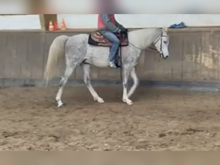Arabian horses Gelding 4 years 15,1 hh Grey in Hilden