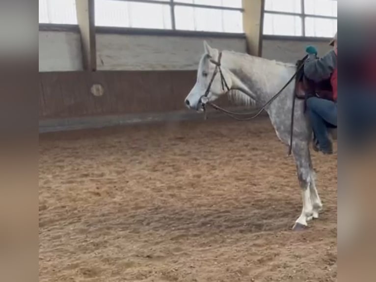 Arabian horses Gelding 4 years 15,1 hh Grey in Hilden