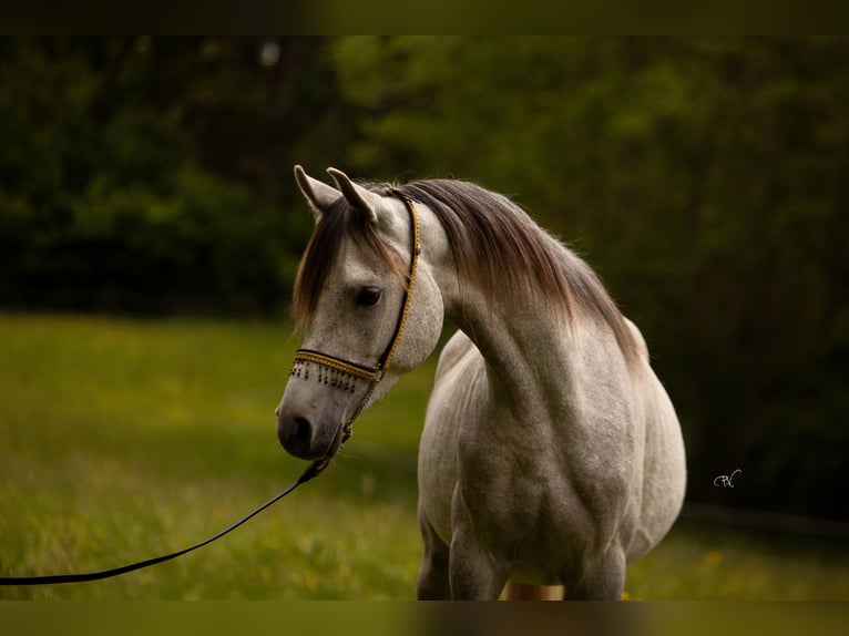 Arabian horses Gelding 4 years 15,1 hh Grey in Amtzell