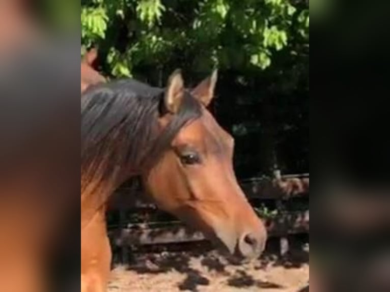 Arabian horses Gelding 4 years 15,2 hh Brown in Biebergem&#xFC;nd