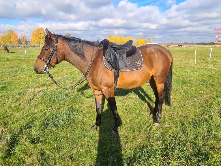 Arabian horses Gelding 4 years 15,2 hh Brown in Warszawa
