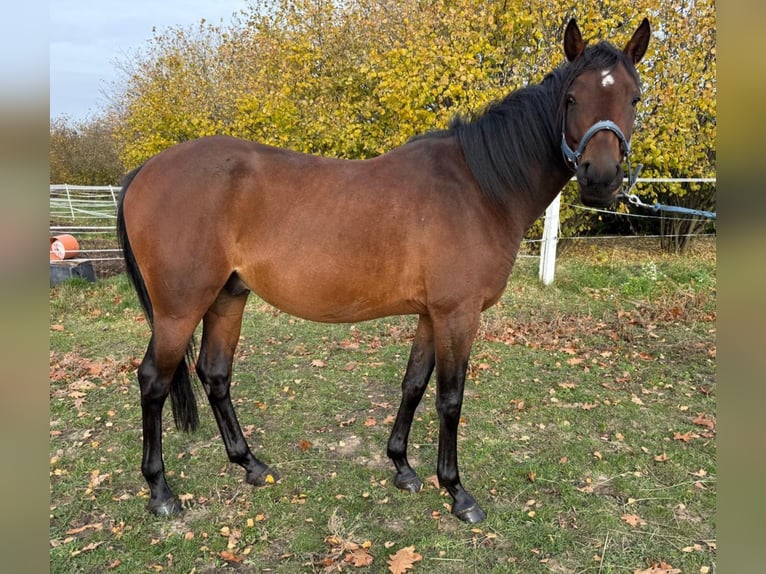 Arabian horses Gelding 4 years 15,2 hh Brown in Warszawa