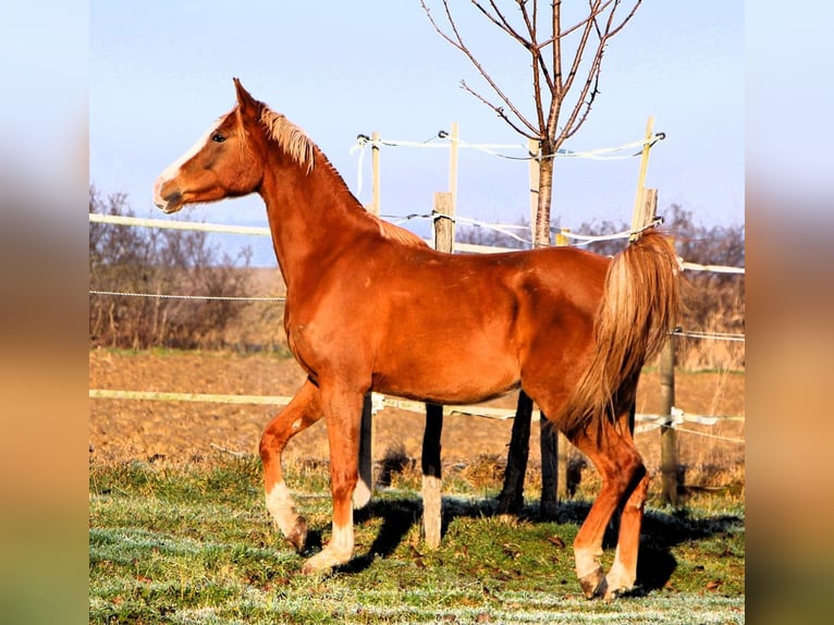 Arabian horses Gelding 4 years 15,2 hh Chestnut-Red in Kehl