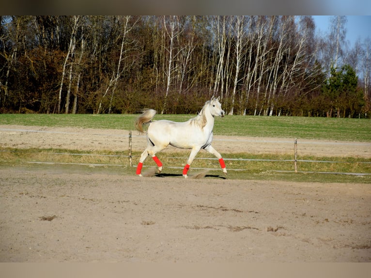 Arabian horses Gelding 4 years 15,2 hh Grey in Tuczępy