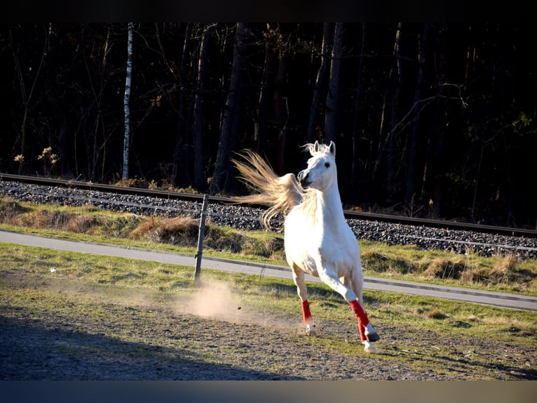 Arabian horses Gelding 4 years 15,2 hh Grey in Tuczępy