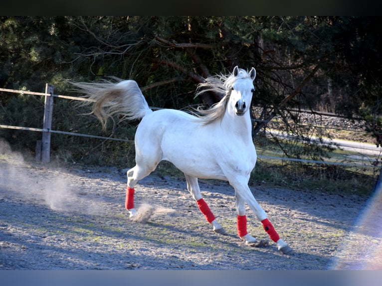 Arabian horses Gelding 4 years 15,2 hh Grey in Tuczępy