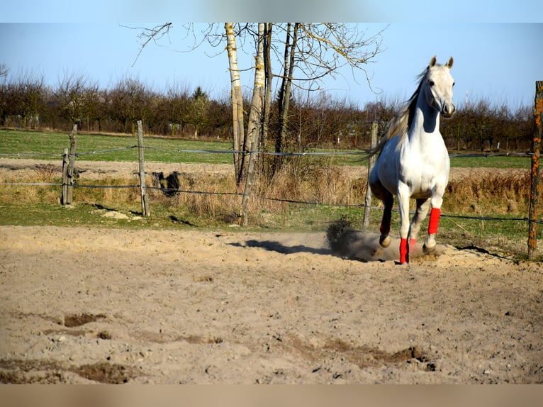 Arabian horses Gelding 4 years 15,2 hh Grey in Tuczępy