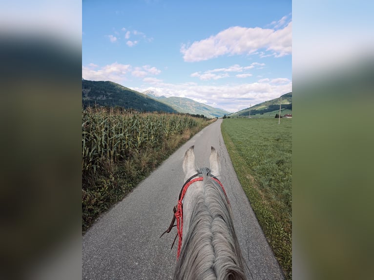 Arabian horses Gelding 4 years 15,2 hh Grey in Toblach