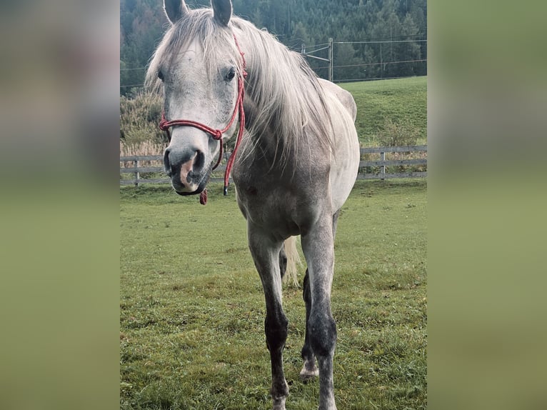 Arabian horses Gelding 4 years 15,2 hh Grey in Toblach