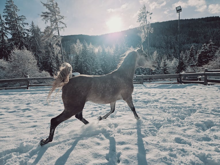 Arabian horses Gelding 4 years 15,2 hh Grey in Toblach