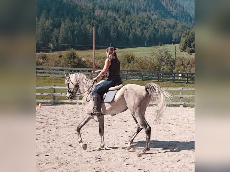 Arabian horses Gelding 4 years 15,2 hh Grey in Toblach