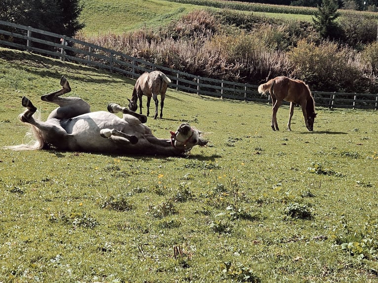 Arabian horses Gelding 4 years 15,2 hh Grey in Toblach