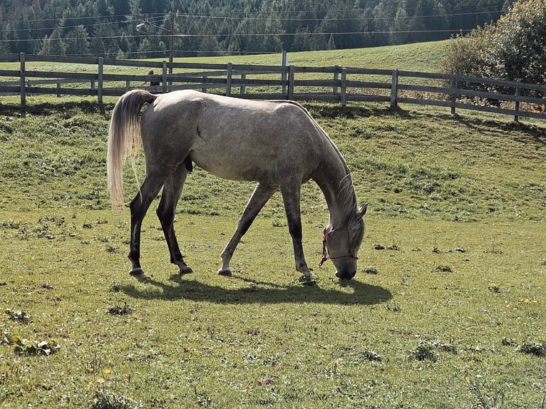 Arabian horses Gelding 4 years 15,2 hh Grey in Toblach