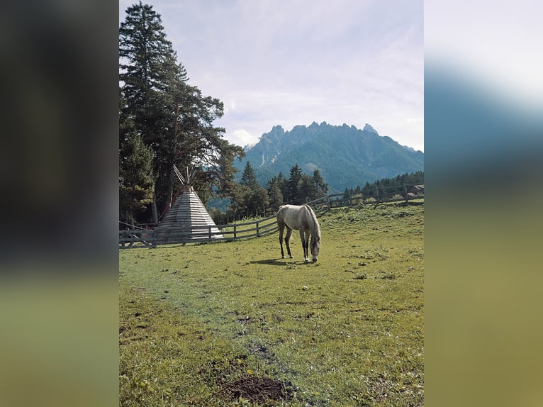 Arabian horses Gelding 4 years 15,2 hh Grey in Toblach
