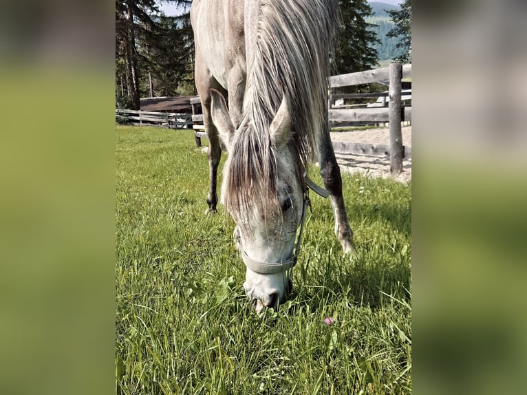 Arabian horses Gelding 4 years 15,2 hh Grey in Toblach
