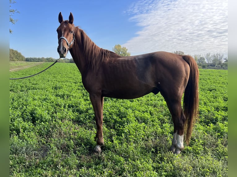 Arabian horses Gelding 4 years 16 hh Brown-Light in Lenti