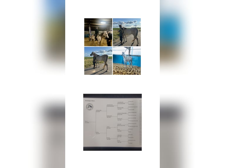 Arabian horses Gelding 4 years 16 hh Grey in Kerpen