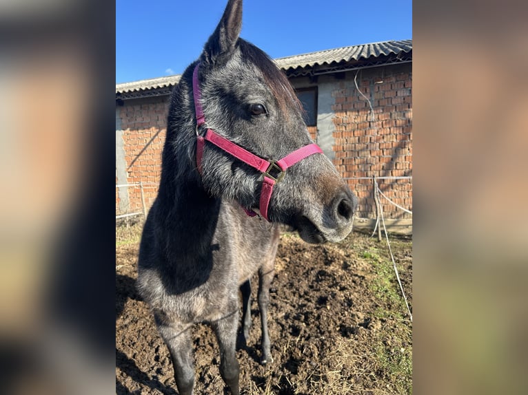 Arabian horses Gelding 4 years Black in Sibiu