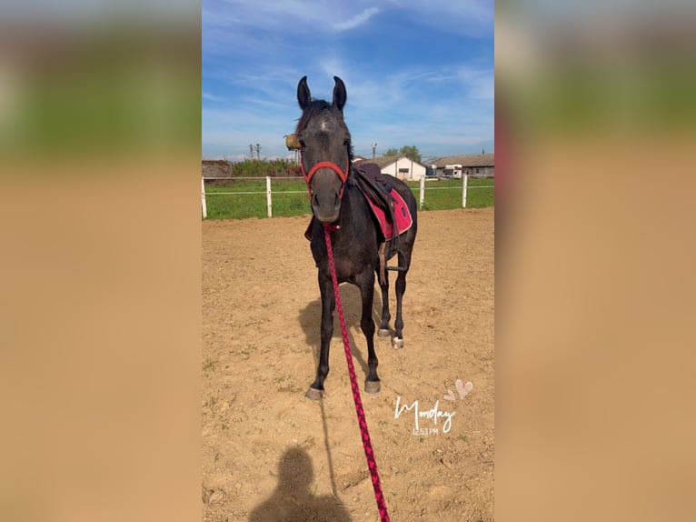 Arabian horses Gelding 4 years Black in Sibiu