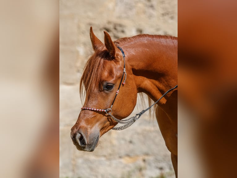Arabian horses Gelding 4 years Chestnut-Red in Gomadingen Arabian horses Gelding 4 years Chestnut-Red in Gomadingen