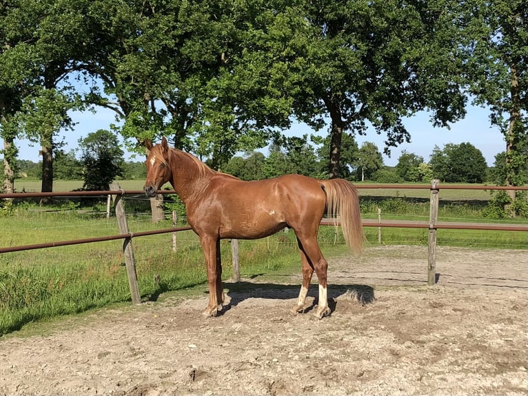 Arabian horses Gelding 5 years 14,2 hh Chestnut-Red in Lövestad