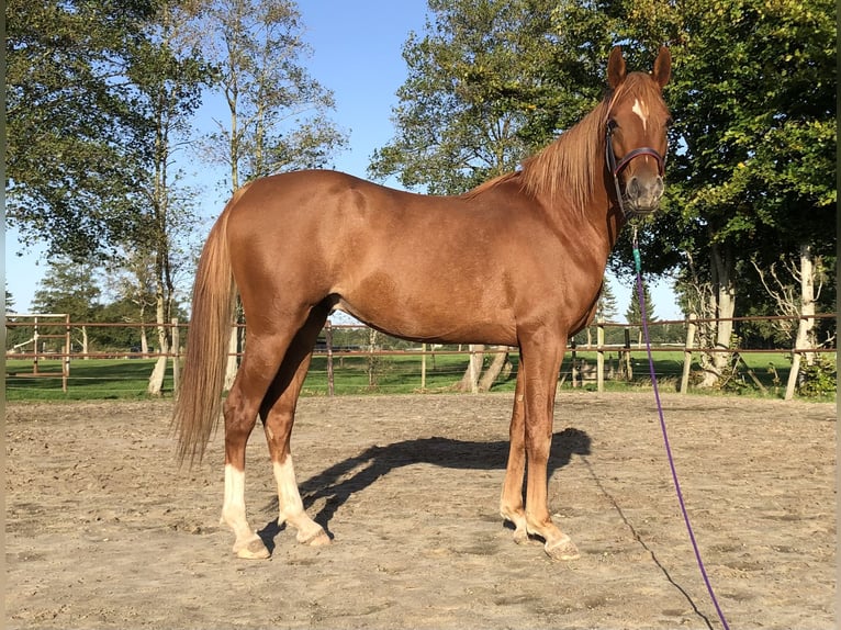 Arabian horses Gelding 5 years 14,2 hh Chestnut-Red in Lövestad