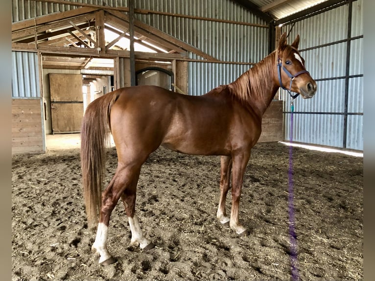 Arabian horses Gelding 5 years 14,2 hh Chestnut-Red in Lövestad