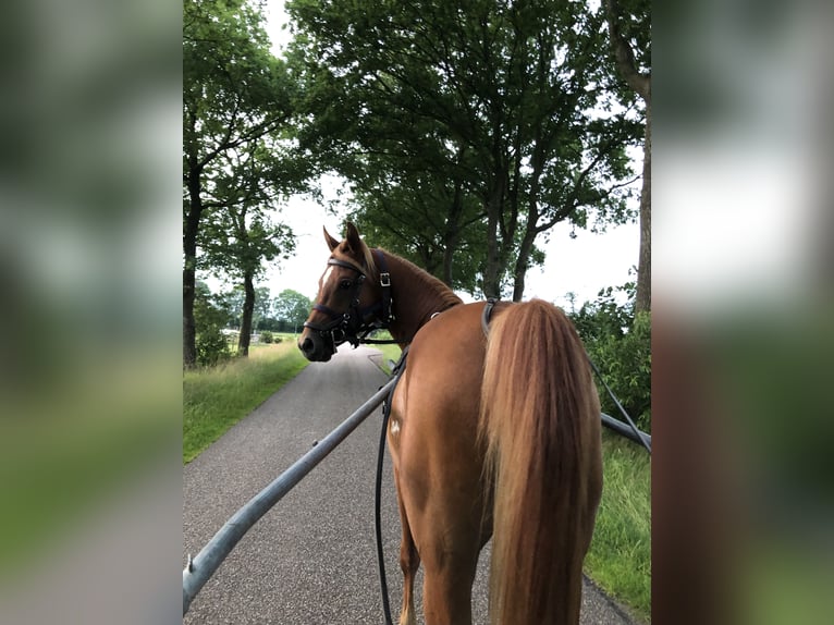 Arabian horses Gelding 5 years 14,2 hh Chestnut-Red in Lövestad