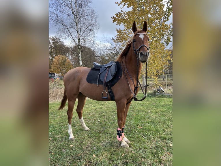 Arabian horses Gelding 5 years 14,2 hh Chestnut-Red in Lövestad