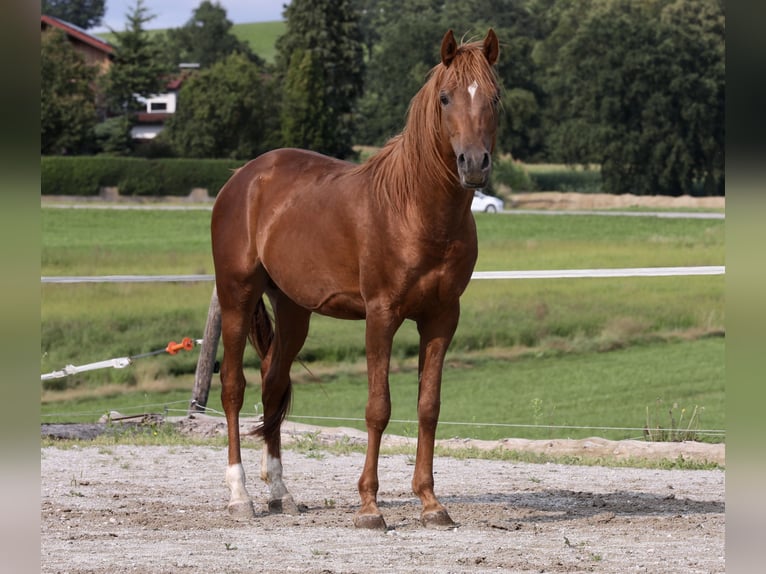 Arabian horses Gelding 5 years 14,2 hh Sorrel in Tarsdorf