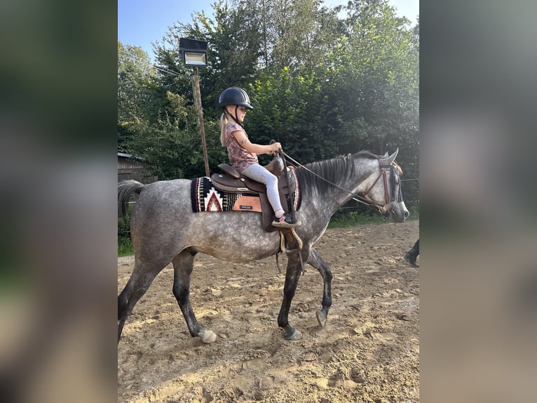 Arabian horses Gelding 5 years 14,3 hh Gray-Dapple in Kierspe