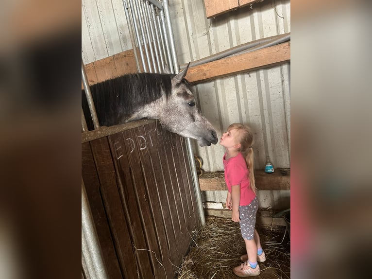 Arabian horses Gelding 5 years 14,3 hh Gray-Dapple in Kierspe