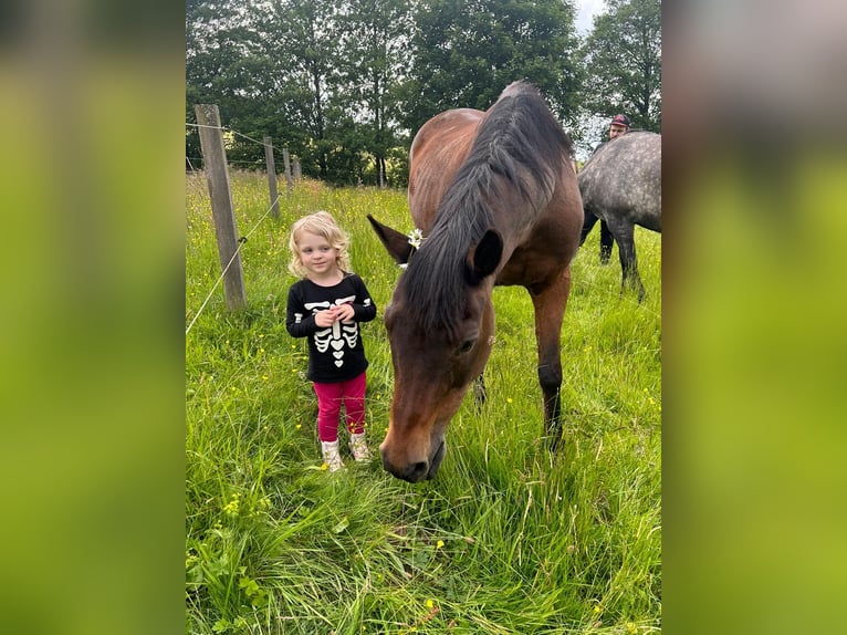 Arabian horses Gelding 5 years 14,3 hh Gray-Dapple in Kierspe