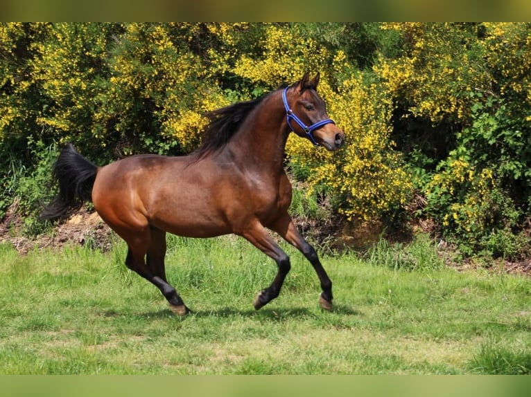 Arabian horses Gelding 5 years 14,3 hh Smoky-Black in Mulheim