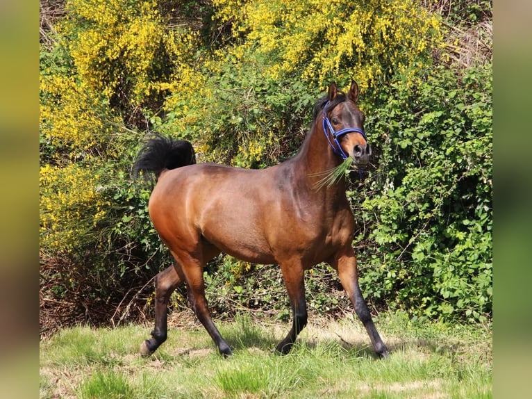 Arabian horses Gelding 5 years 14,3 hh Smoky-Black in Mulheim