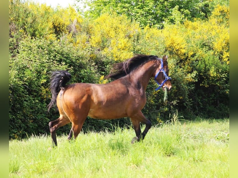 Arabian horses Gelding 5 years 14,3 hh Smoky-Black in Mulheim