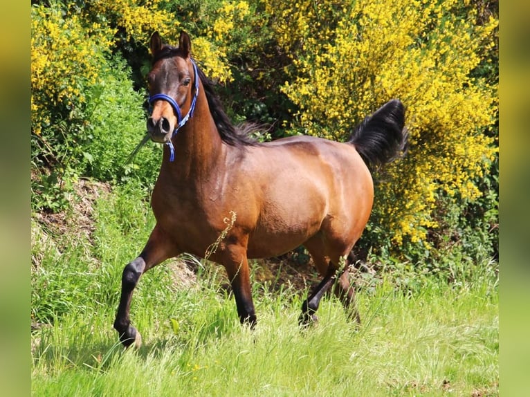 Arabian horses Gelding 5 years 14,3 hh Smoky-Black in Mulheim