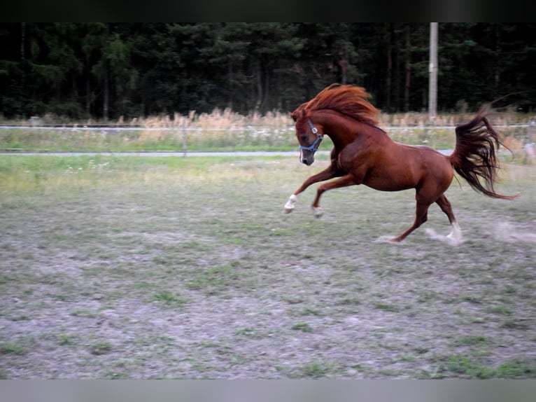 Arabian horses Gelding 5 years 14,2 hh Chestnut in Tucz&#x119;py