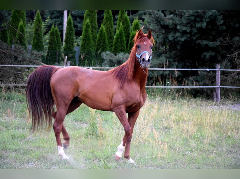 Arabian horses Gelding 5 years 14,2 hh Chestnut in Tucz&#x119;py