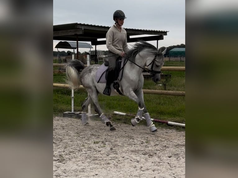 Arabian horses Gelding 5 years 14,2 hh Grey-Dapple in M&#xF6;nchengladbach