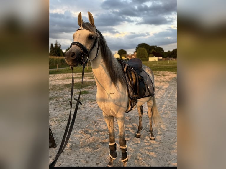 Arabian horses Gelding 5 years 14,2 hh Grey-Dapple in M&#xF6;nchengladbach