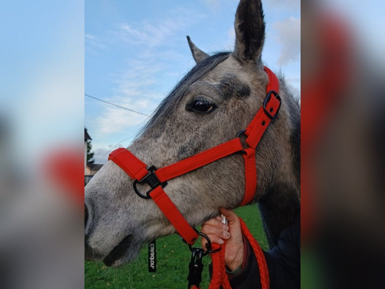 Arabian horses Gelding 5 years 14,3 hh Grey in Bottrop