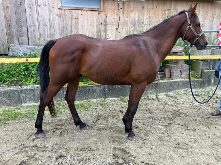 Arabian horses Gelding 5 years 15,1 hh Brown in Weilen unter den Rinnen