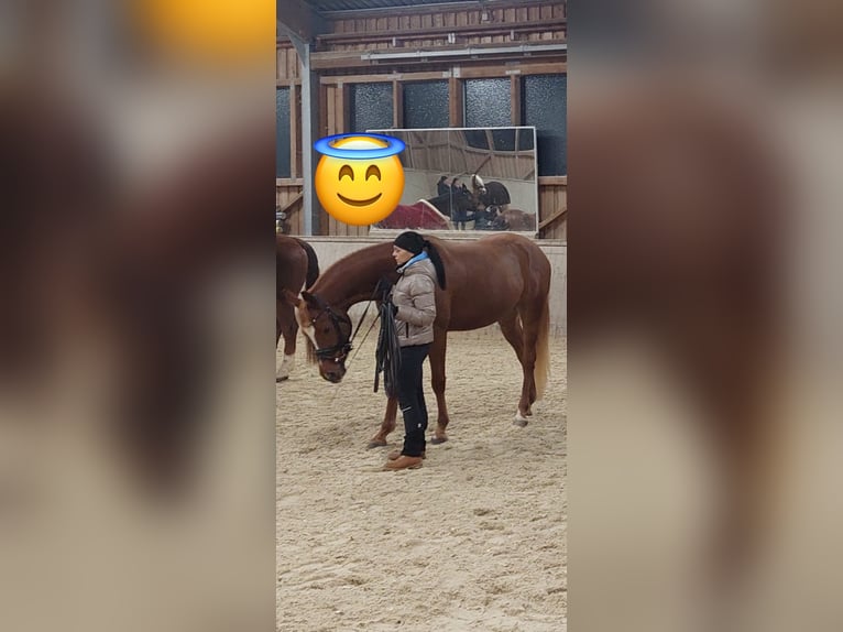 Arabian horses Gelding 5 years 15,1 hh Chestnut-Red in KreutSchwanenstadt